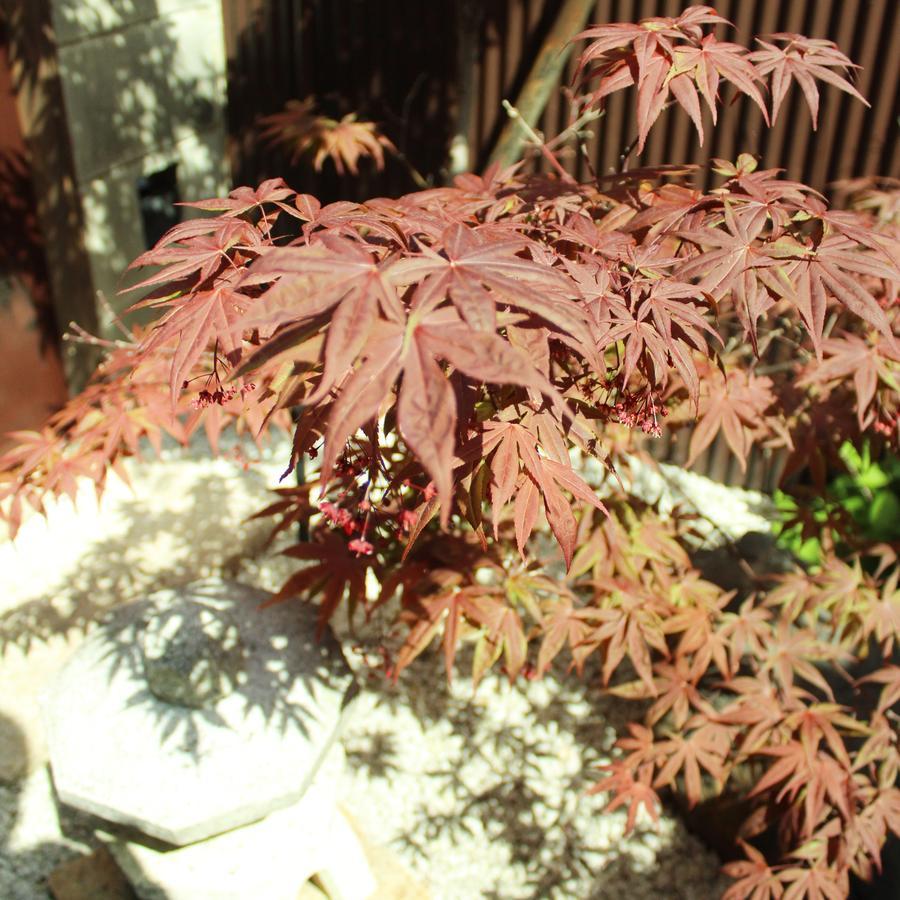 Guest House Koto Fushimi Inari Киото Экстерьер фото